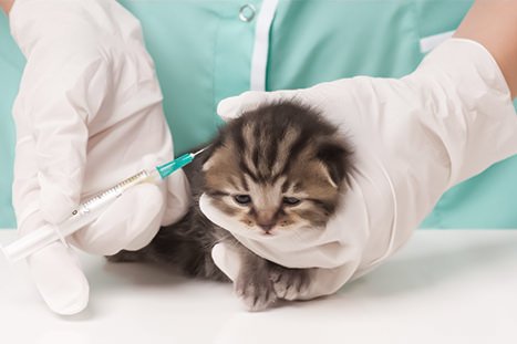 Gato filhote recebendo medicação