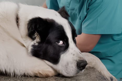 Cachorro sendo cuidado por um veterinário